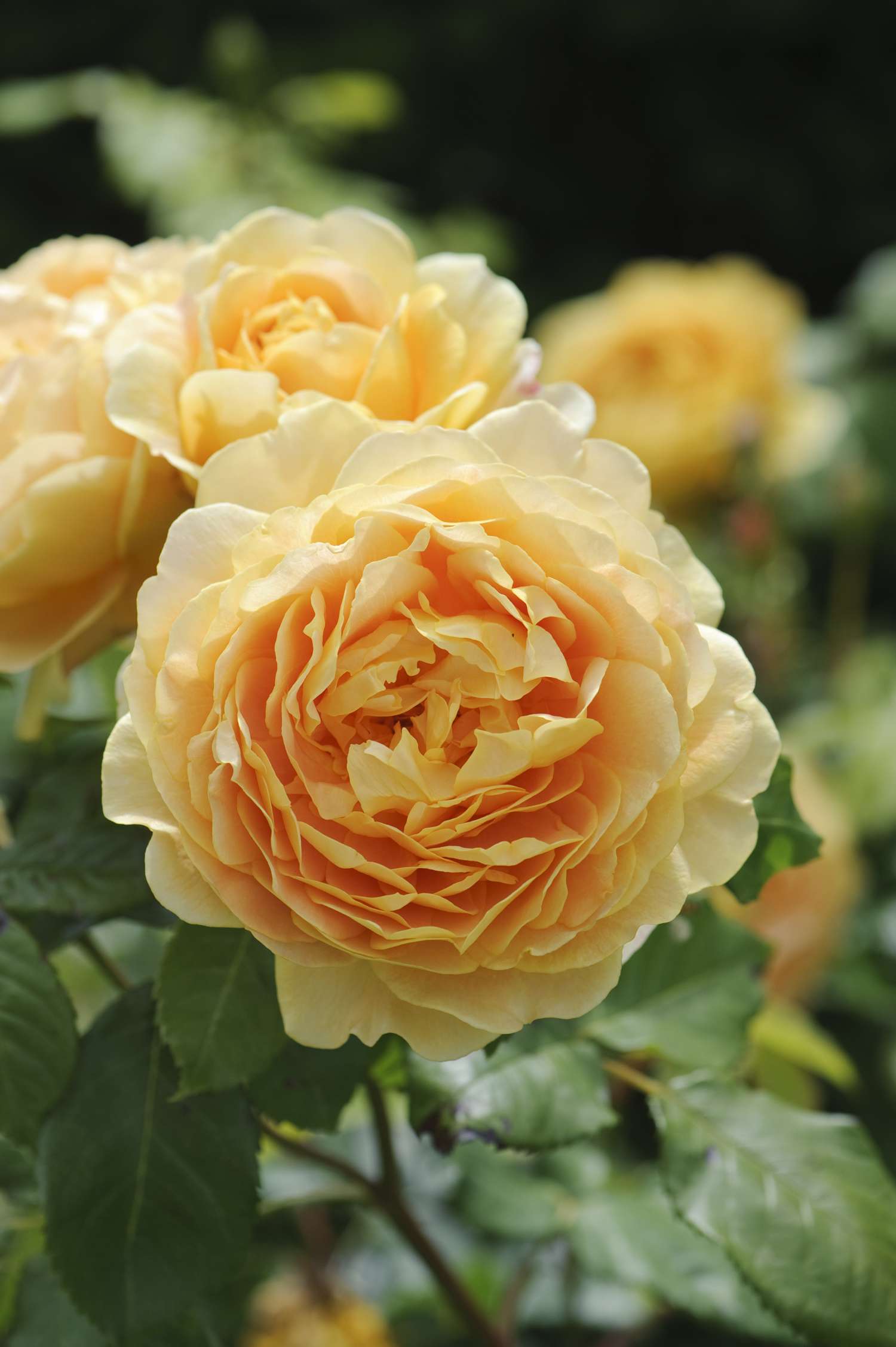 Ruusu 'Golden Celebration®' (Ausgold)
